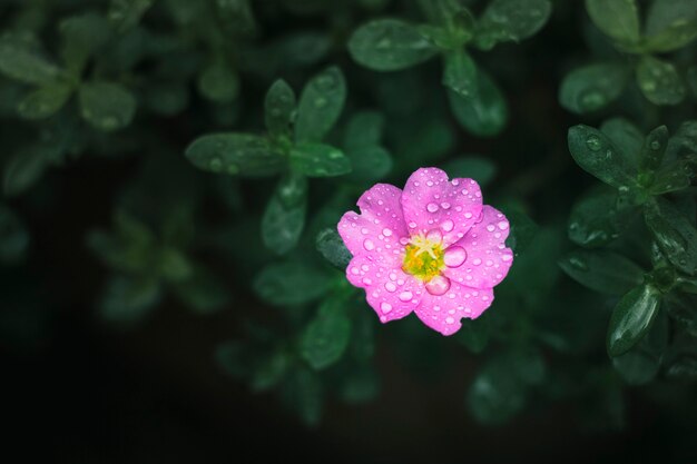 Różowy kwiat z kroplami wody na płatkach