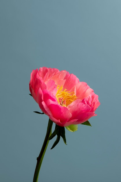 Różowy kwiat z niebieskim tłem