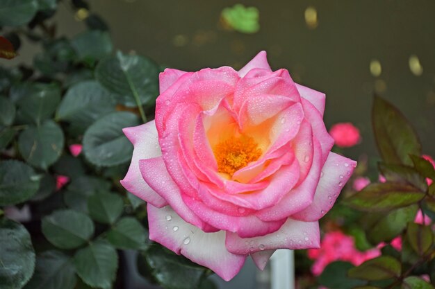 Różowy kwiat z żółtym w środku