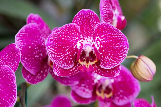 Różowy phalaenopsis kwiat orchidei