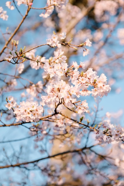 Różowy Sakura kwiat i błękitne niebo