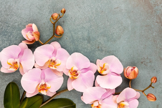 Różowy spa orchid tematyczne obiekty na pastelowym tle.
