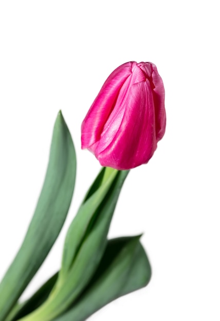 Różowy. Zbliżenie piękny świeży tulipan na białym tle.
