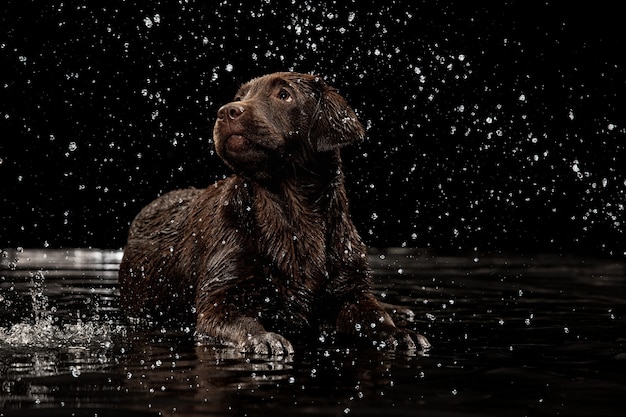 Rozpryski Wody Portret Czekoladowego Koloru Duży Labrador Pies Bawi Się W Kąpieli