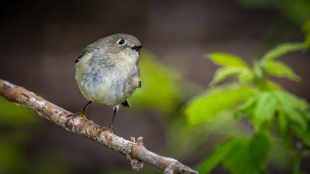 Rubinowa Koronowana Kinglet na gałąź