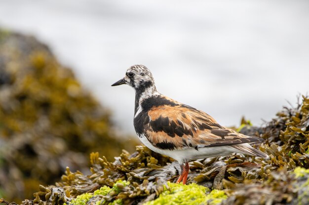 Ruddy Turnstone ptak na skale pokrytej wodorostami przez ocean