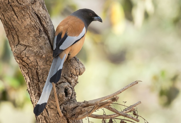 Rufous Treepie ptak siedzący na drzewie w Parku Narodowym Ranthambhore w Indiach