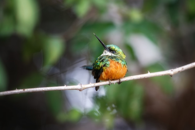 Rufoustailed Jacamar Na Drzewie W Naturalnym środowisku