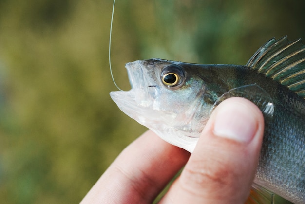 Bezpłatne zdjęcie rybaka mienia ryba w jego ręce