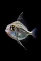 Bezpłatne zdjęcie rybka o prostym wyglądzie na czarnym tle