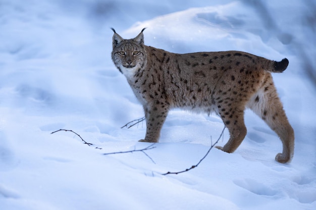 Ryś euroazjatycki w bawarskim parku narodowym we wschodnich Niemczech, żbiki europejskie, zwierzęta w lasach europejskich, lynx lynx