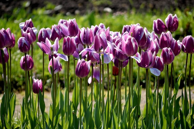 Rząd fioletowych tulipanów w ogrodzie