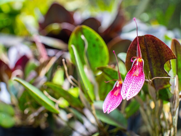 Rzadka kolumbijska orchidea w zielonym ogrodzie