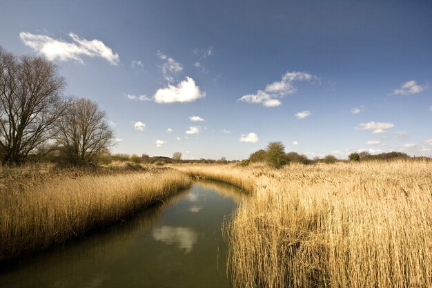 Rzeka Alde otoczona polami nasłonecznionymi i błękitnym niebem w Wielkiej Brytanii