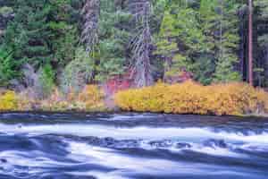 Bezpłatne zdjęcie rzeka otoczona kwiatami jesienią w ciągu dnia