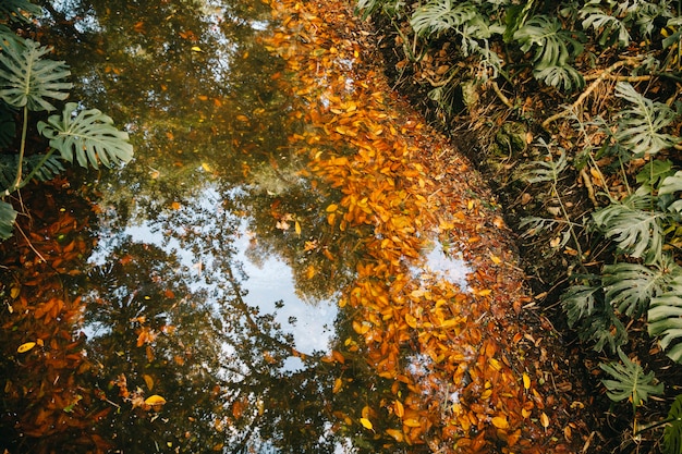 Rzeka z liśćmi jesienią