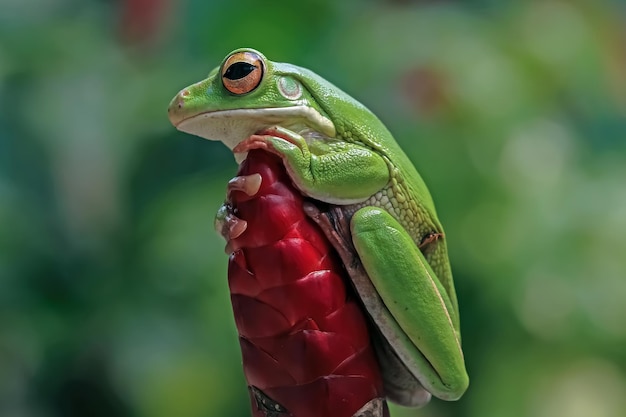 Rzekotka białolistna Litoria infrafrenata na czerwonym pąku
