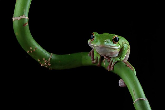 Rzekotka białolistna Litoria infrafrenata na gałęzi