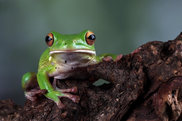 Bezpłatne zdjęcie rzekotka drzewna litoria infrafrenata na drewnie