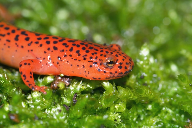 Salamandra błotna Pseudotryton na omszałej powierzchni