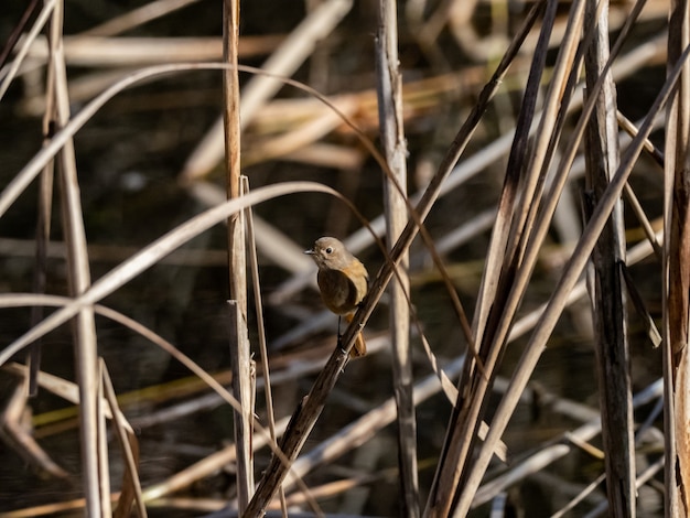 samica dauryjska na nowo odpoczywa na gałązce