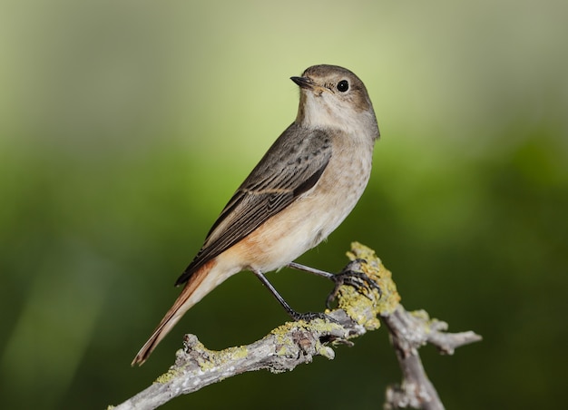 Samica pleszka zwyczajna Phoenicurus phoenicurus, Malta, Morze Śródziemne,