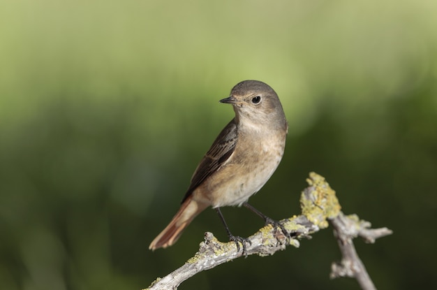 Samica pleszka zwyczajna Phoenicurus phoenicurus, Malta, Morze Śródziemne