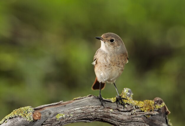 Samica pleszka zwyczajna Phoenicurus phoenicurus, Malta, Morze Śródziemne