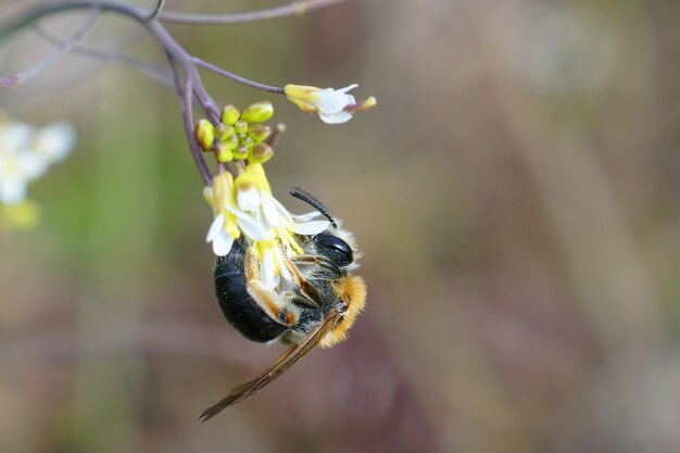 Samica pszczół rudosternych, Andrena haemorrhoa, zwisająca na kwiatku