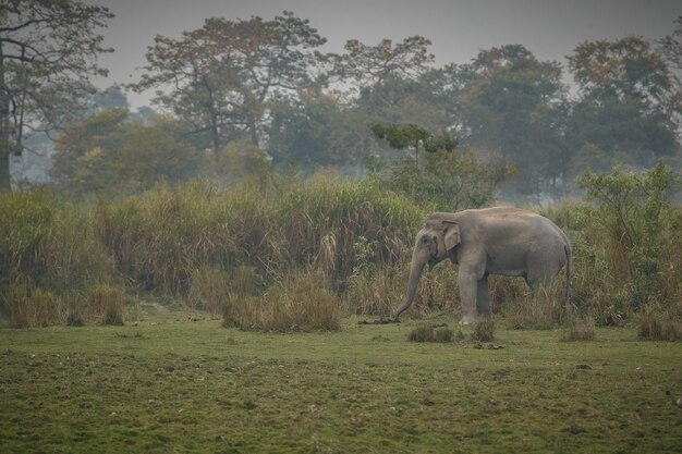 Samiec dzikiego słonia indyjskiego w naturalnym środowisku w północnych Indiach