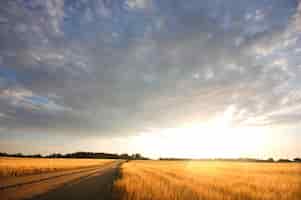 Bezpłatne zdjęcie samotna droga w pole pszenicy na zachodzie słońca