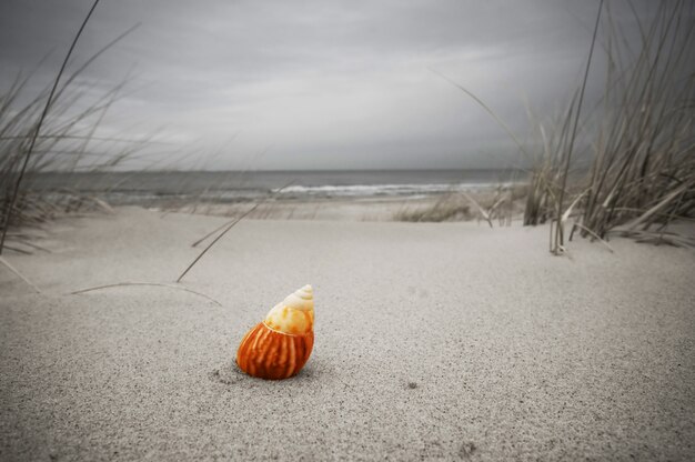 Samotna Muszla na piaszczystej plaży