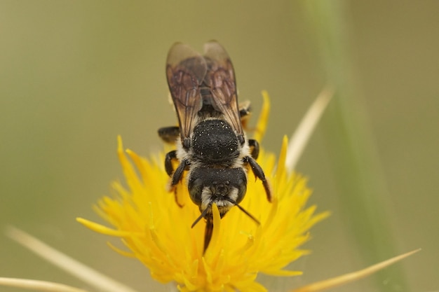 Samotna pszczoła, Lithurgus chrysurus popijając nektar z żółtych kwiatów Centaurea solstitialis