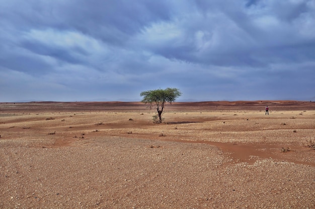 Samotne drzewo na pustyni pod zapierającym dech w piersiach pochmurnym niebem w ciągu dnia