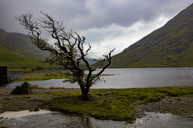 Samotne drzewo smagane wiatrem w Doo Lough, Hrabstwo Mayo, Republika Irlandii