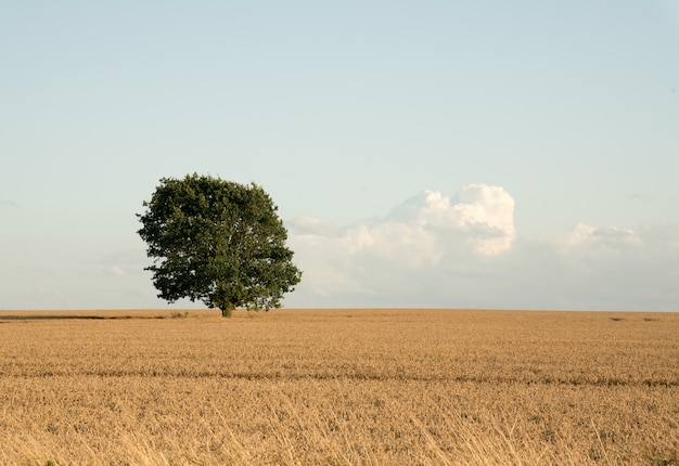 Bezpłatne zdjęcie samotne drzewo zbiorów