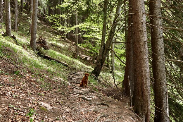 Samotny pies golden retriever siedzi na ścieżce w pobliżu wysokich drzew w lesie