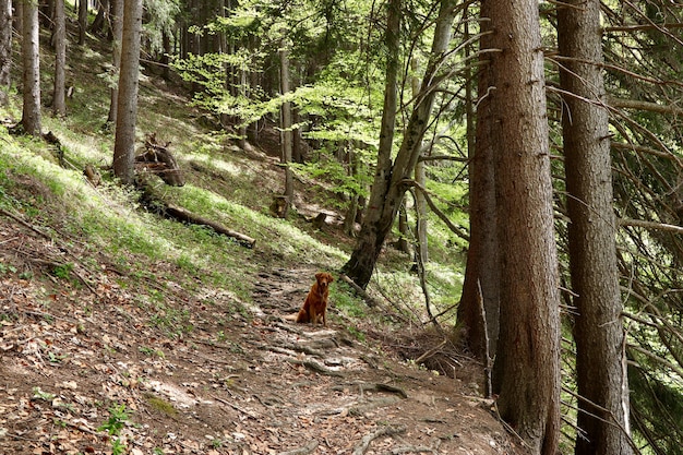 Samotny pies golden retriever siedzi na ścieżce w pobliżu wysokich drzew w lesie