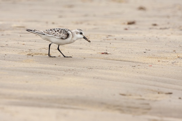 Bezpłatne zdjęcie sanderlings - ptak szukający pożywienia na plaży w ciągu dnia - calidris alba