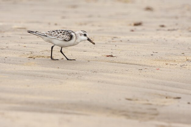 Sanderlings - ptak szukający pożywienia na plaży w ciągu dnia - Calidris alba