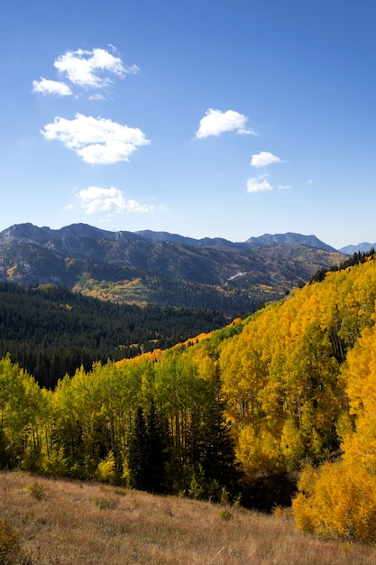 Scena Natury Z Roślinnością I Florą Usa