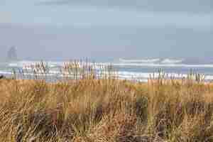 Bezpłatne zdjęcie sceneria beachgrass rano w cannon beach w stanie oregon