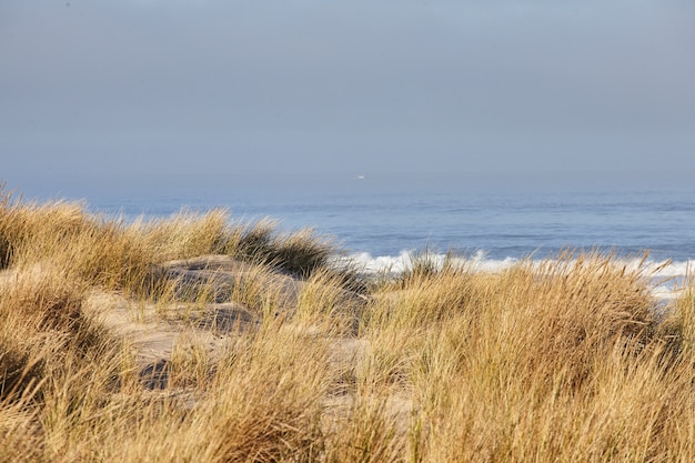 Bezpłatne zdjęcie sceneria beachgrass rano w cannon beach w stanie oregon