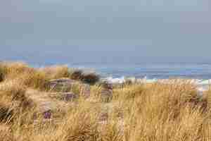 Bezpłatne zdjęcie sceneria beachgrass rano w cannon beach w stanie oregon