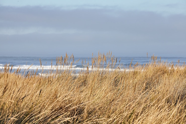 Bezpłatny plik Zdjęcie sceneria beachgrass rano w cannon beach w stanie oregon