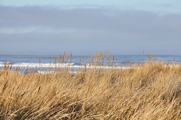 Sceneria beachgrass rano w Cannon Beach w stanie Oregon