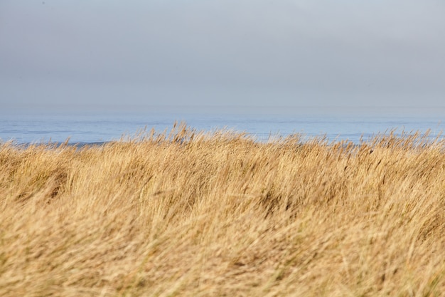 Sceneria beachgrass rano w Cannon Beach w stanie Oregon