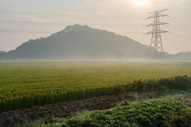 Scenic Widok Z Rice Field