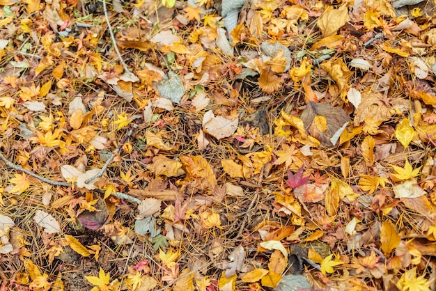 Scenics lasu świeżego sezonu światła