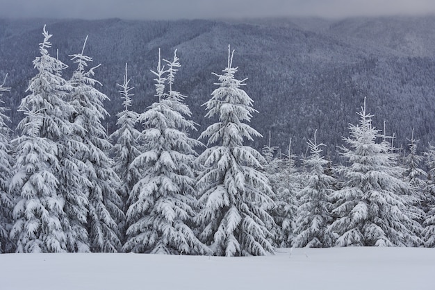 Bezpłatne zdjęcie sceniczny obraz świerka drzewa. mroźny dzień, spokojna zimowa scena.
